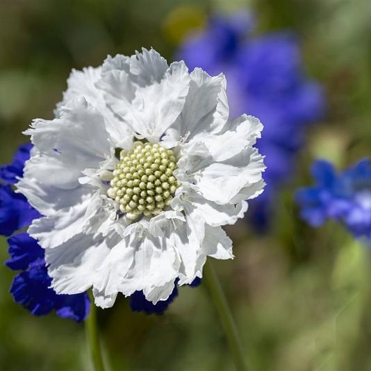 Scabiosa cauc. 'Alba' Pot 9cm.