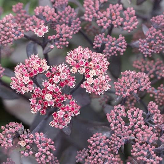 Sedum 'Purple-Emperor' Pot 9cm.