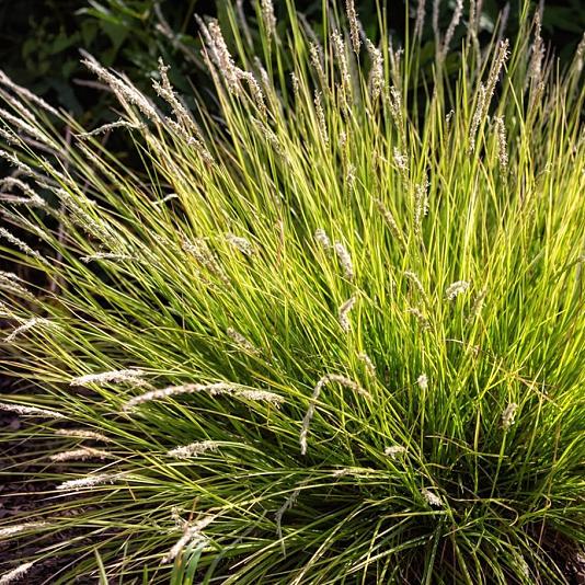Sesleria autumnalis Pot 9cm.