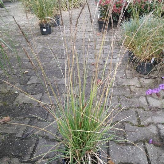 Sesleria autumnalis Pot 9cm.