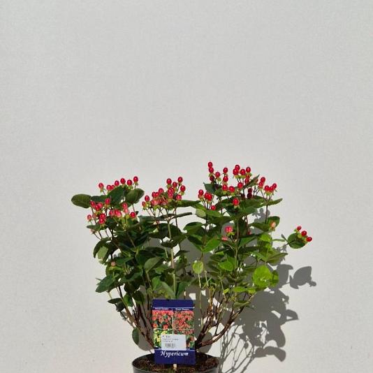 Hypericum 'Miracle'  