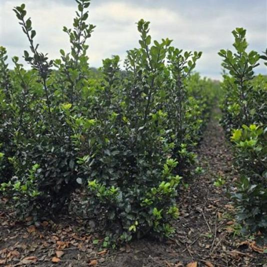 Ilex meserveae 'Blue Prince' 