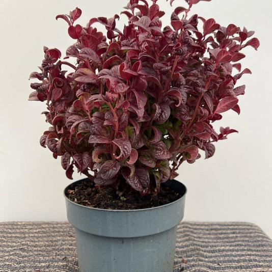 Leucothoe axillaris 