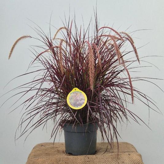 Pennisetum Chelsea 