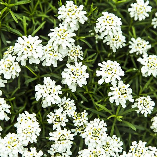 Iberis semp. 'Schneeflocke' 