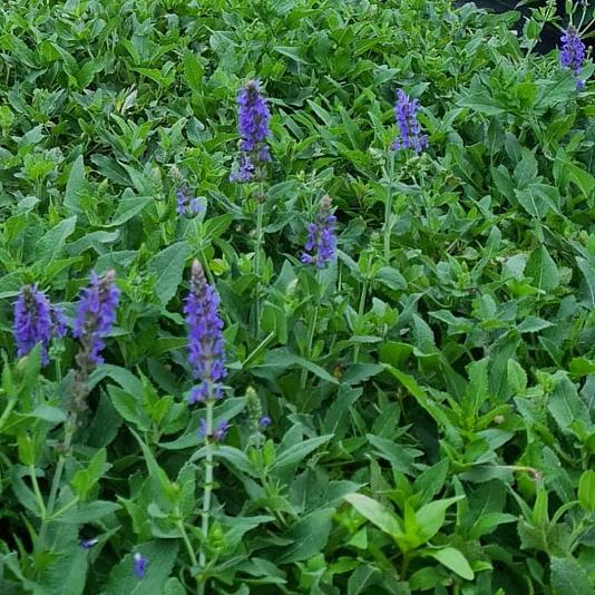 Salvia nemorosa 'Blauhügel' 