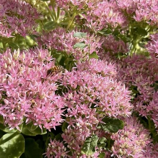 Sedum 'Carl' 