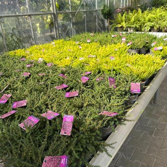 Erica darleyensis Container 1,3lt.