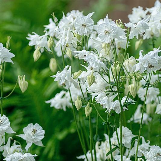 Aquilegia v. 'White Barlow' 