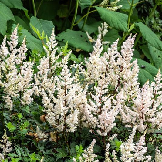 Astilbe (J) 'Deutschland' 