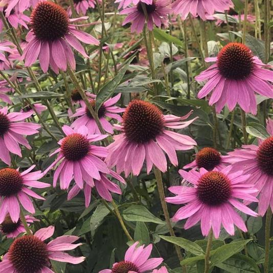 Echinacea purp. 'Little Magnus' 