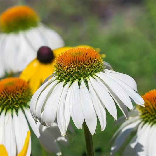 Echinacea purp. 'White Swan' 