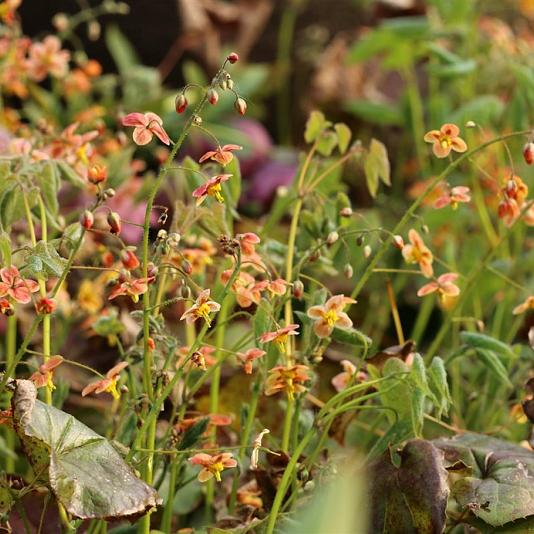 Epimedium pubigerum 'Orangeköningin' 