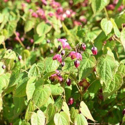 Epimedium rubrum 