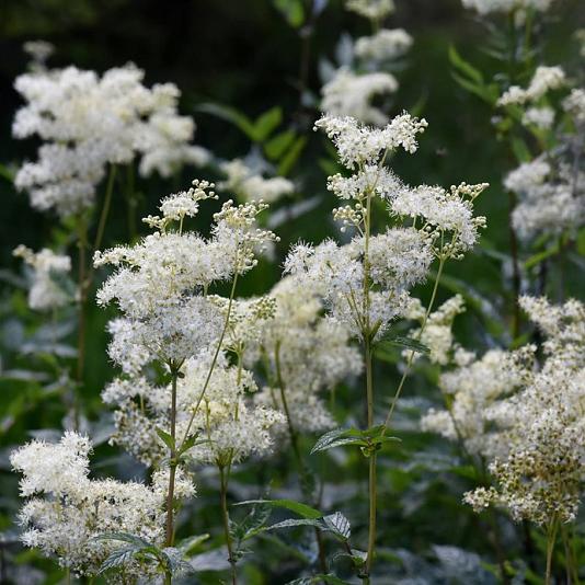 Filipendula ulmaria 