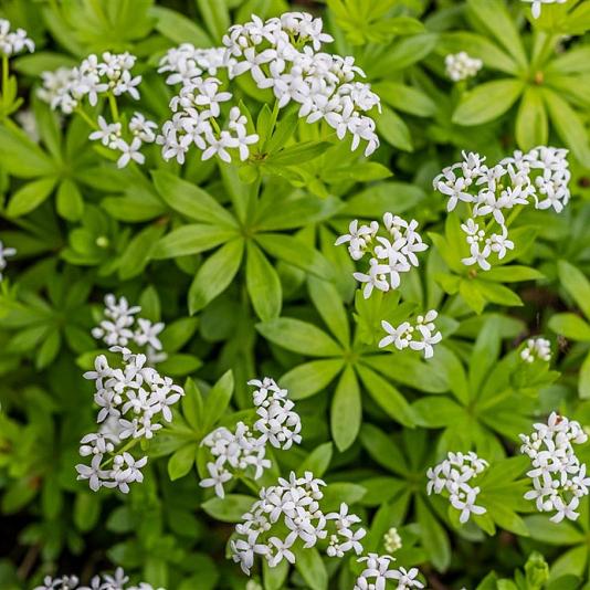 Galium odoratum 