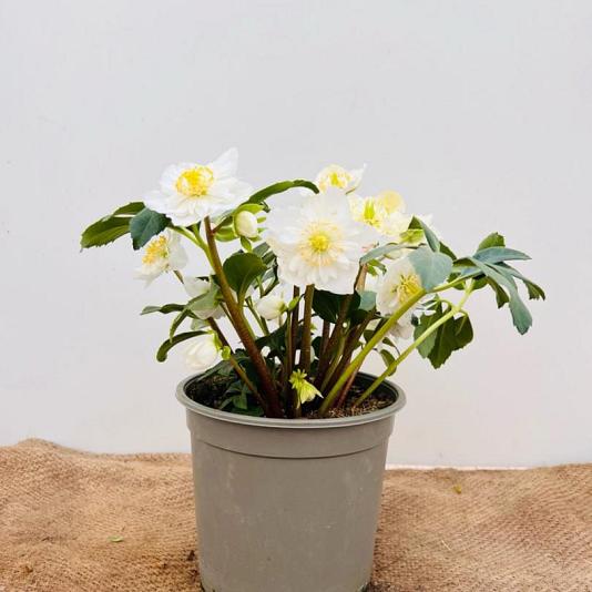Helleborus orientalis 