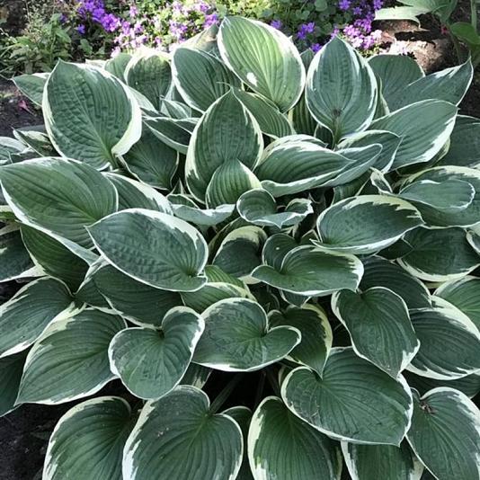 Hosta for. 'Francee' 