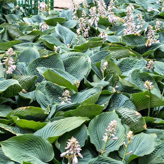 Hosta sieboldiana 