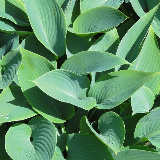 Hosta sieb. 'Elegans' 