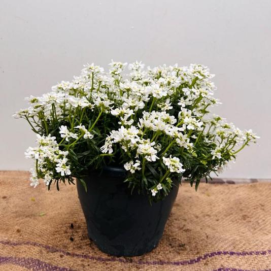 Iberis sempervirens 