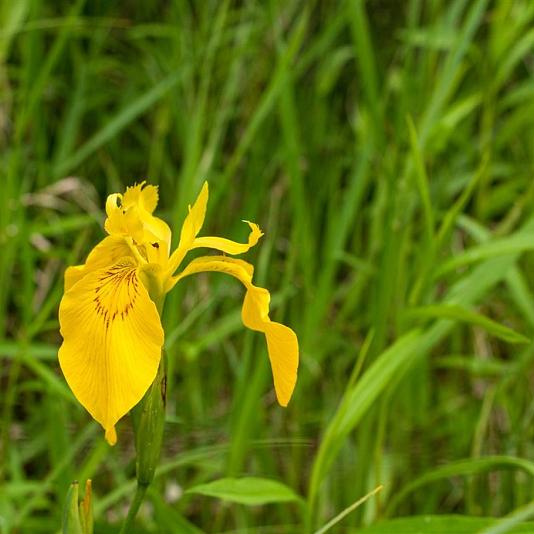 Iris pseudacorus 