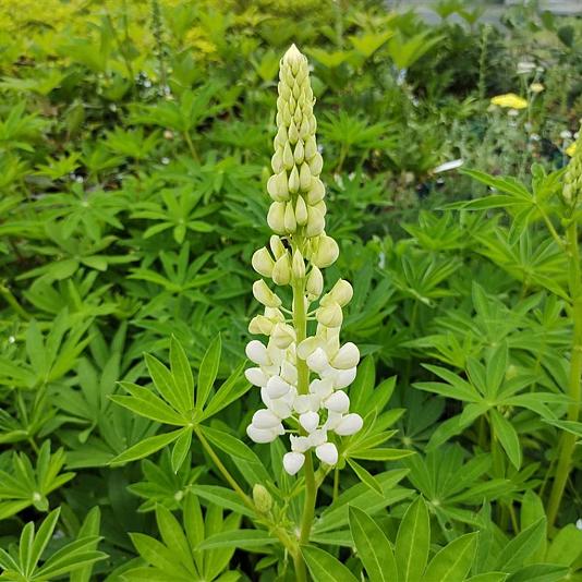 Lupinus 'Noblemaiden' 