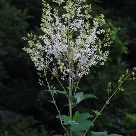 Macleaya cordata 