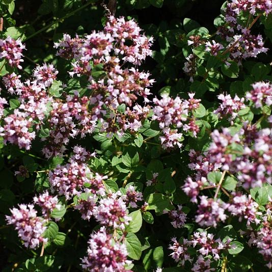 Origanum vulg. 'Compactum' 