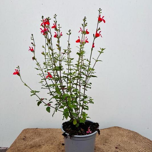 Salvia micr. 'Hot Lips' 