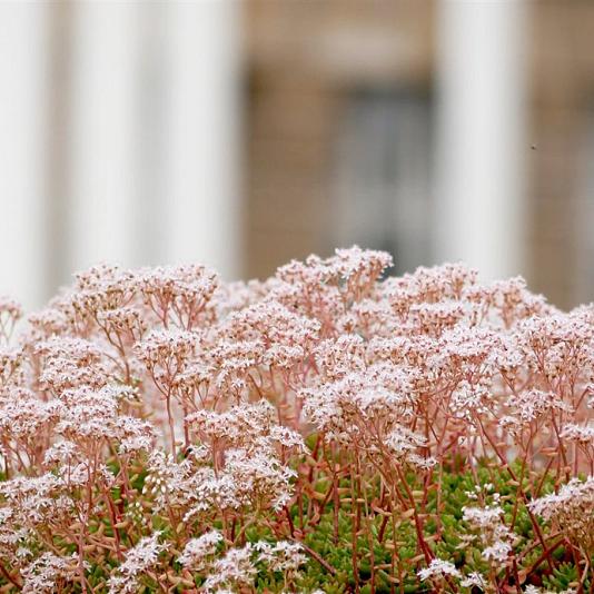 Sedum album 