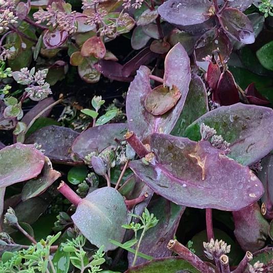 Sedum matrona 