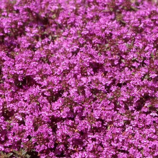 Thymus praecox 'Coccineus' 