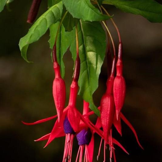 Fuchsia magellanica Pot 9cm.