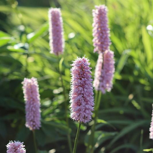Persicaria bistorta 