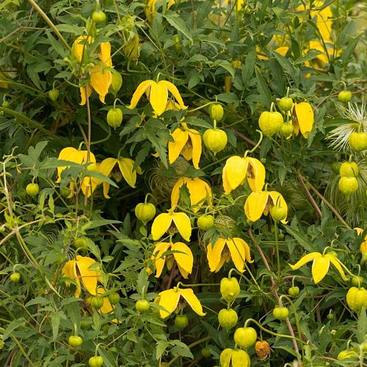 Clematis tangutica 