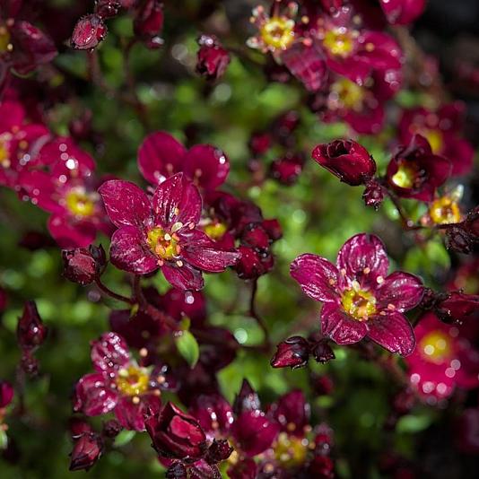 Saxifraga (A) 'Purpurmantel' 