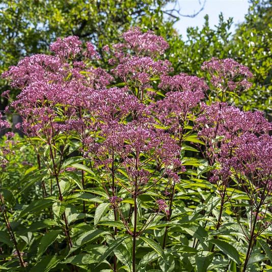 Eupatorium purpureum Pot 9cm.