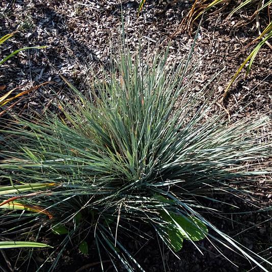 Helictotrichon sempervirens Pot 9cm.