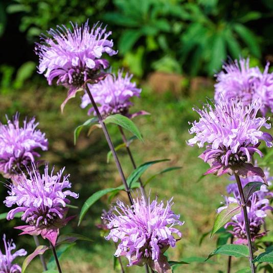 Monarda 'Beauty of Cobham' Pot 9cm.