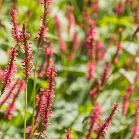 Persicaria amplexicaulis 'Orange Field' Pot 9cm.