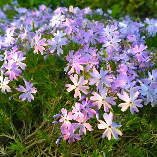 Phlox (S) 'Emerald Cushion Blue' Pot 9cm.