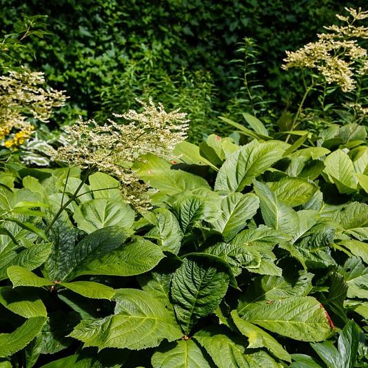 Rodgersia pinnata Pot 9cm.