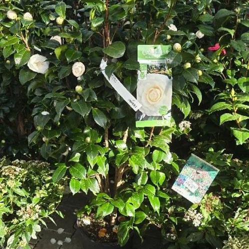 Camellia jap. 'Matterhorn' | Bast de Plantgigant