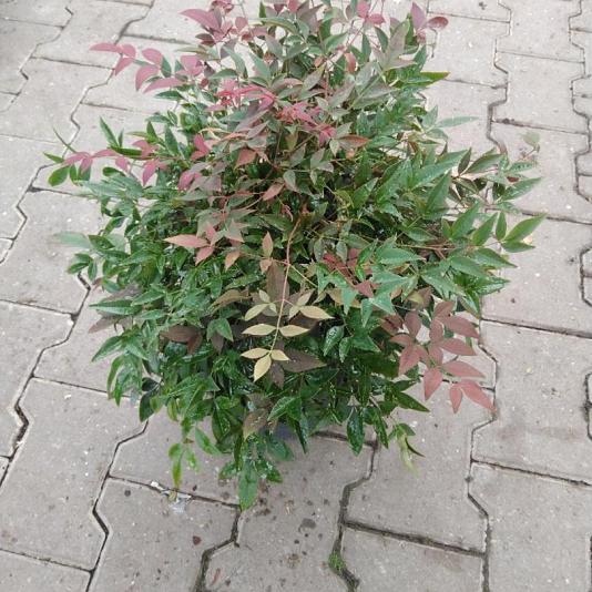 Nandina domestica 'Obsessed' Container 5lt. 40/60cm.