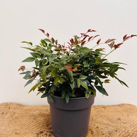 Nandina domestica 'Obsessed' Container 5lt. 40/60cm.