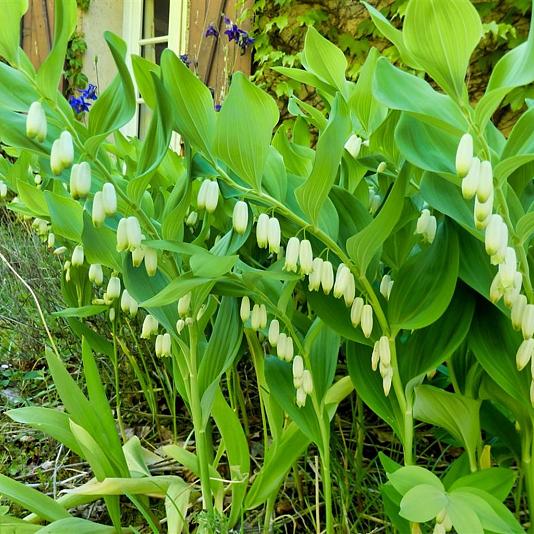 Polygonatum multiflorum 