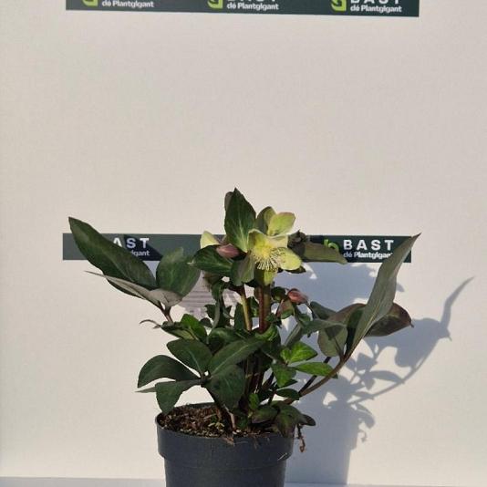 Helleborus "Valeria" 
