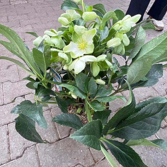Helleborus "Endless" 