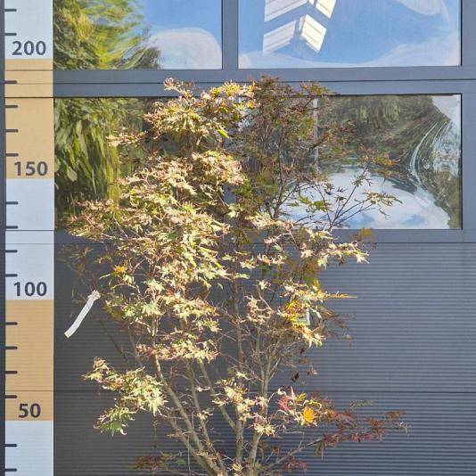 Acer palmatum 'Shaina' 